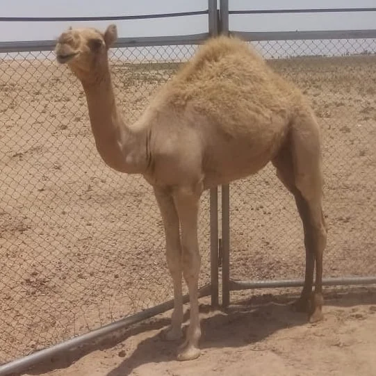 
Live Camels,cow,camel,sheep,goat,ox,bull 