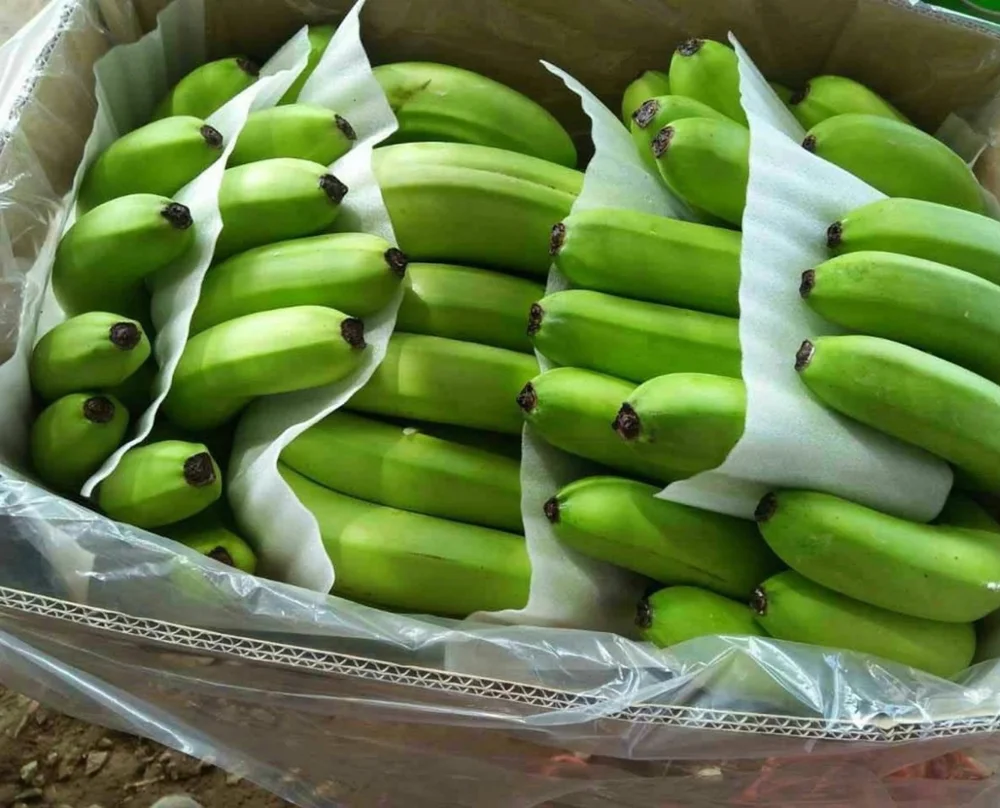 Кавендиш банан. Бананы свежие. Бананы свежие зеленые. Бананы во Вьетнаме.