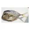 /product-detail/moon-fish-dried-selene-setapinnis--62016812522.html