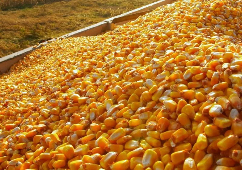 Ukraine Quality Yellow Corn For Human Consumption And Animal Feed Buy