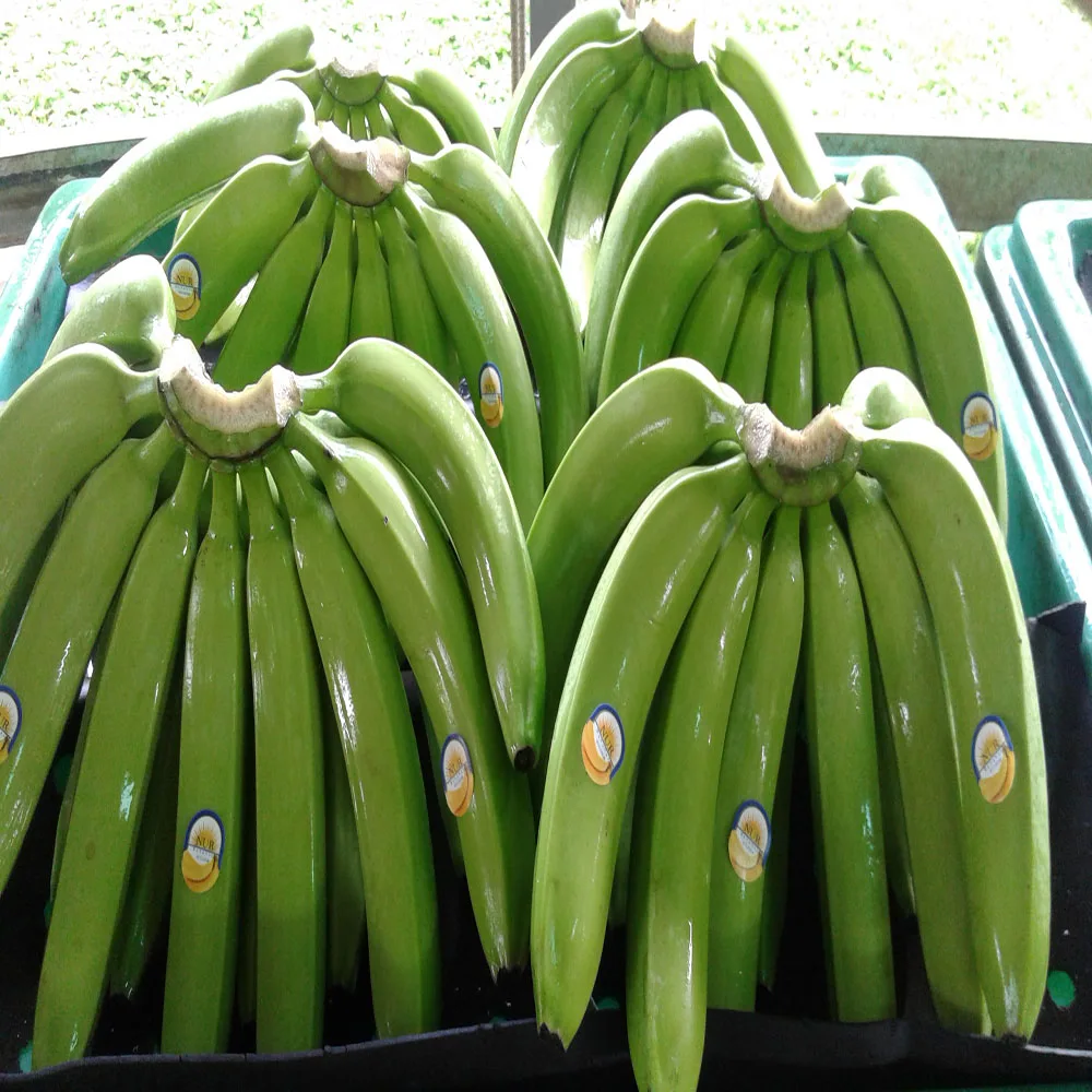 fresh green cavendish banana