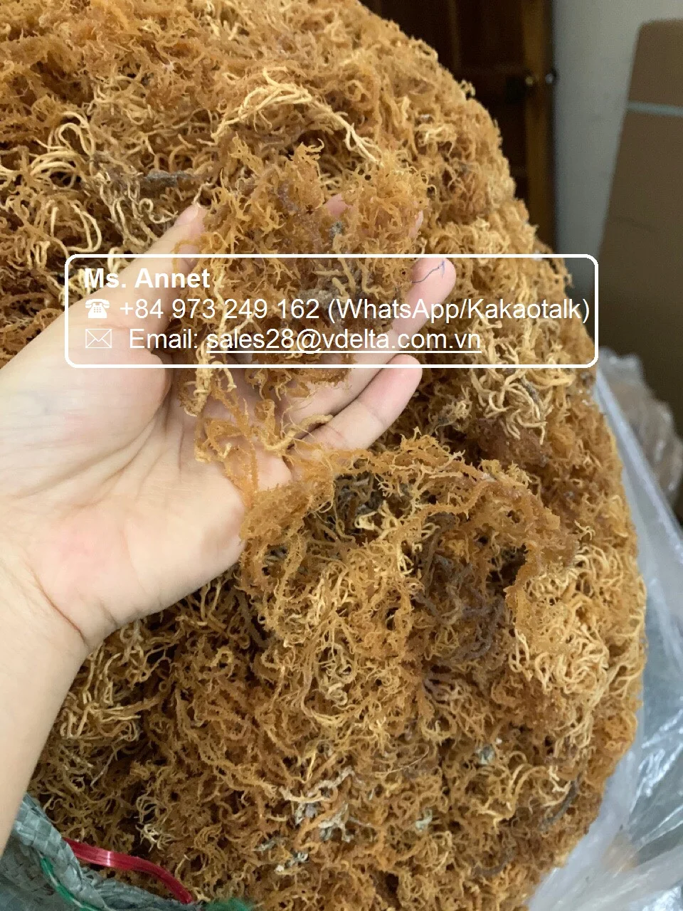 Sea Moss Irish Moss Dried / 100% Wildcrafted Seamoss From The Pacific ...