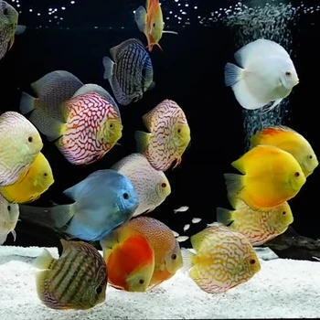 720+ Desain Aquarium Discus HD Terbaru