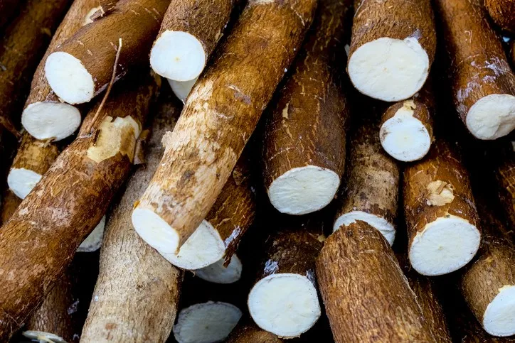 fresh cassava,fresh cassava tubers and sweet tapioca fresh