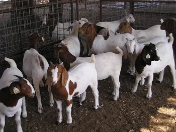 Goats for sale.jpg