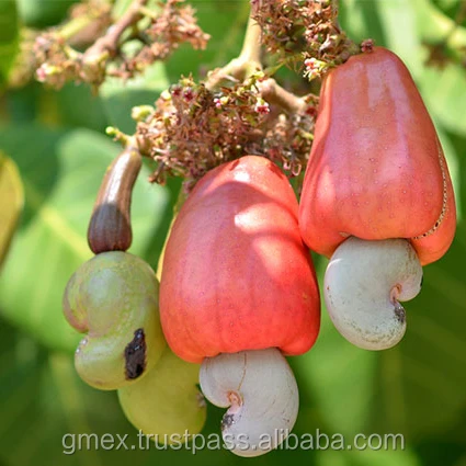 cashew nuts grade a quality ,raw cashew nuts w