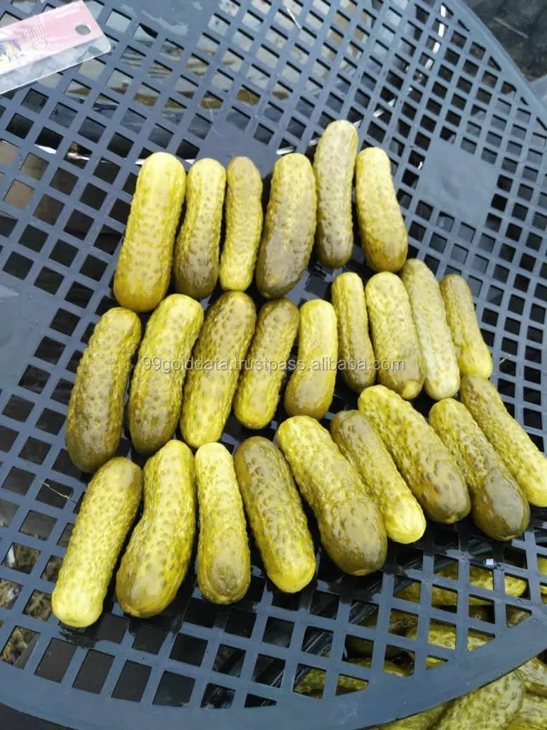 Global Standard Cumumber Pickled Gherkins Wholesale Price Tasty Oem Gherkins Cornichon Baby