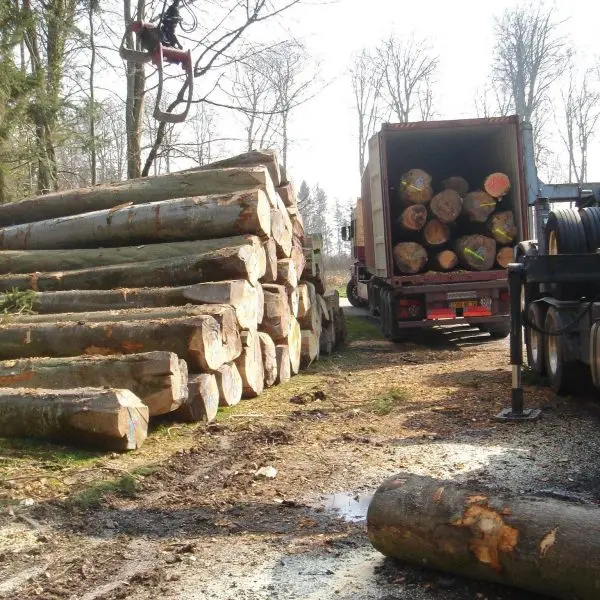 Good Grade Beech Wood Logs Buy Beech Logs,Beech Wood Logs,Birch Wood