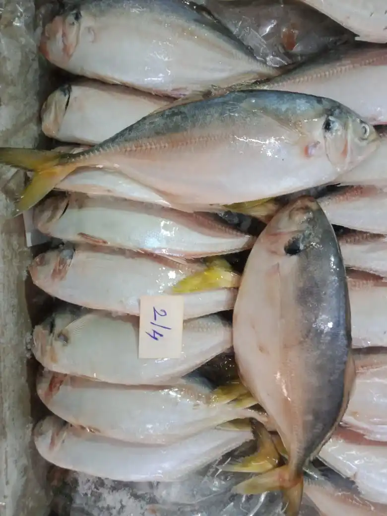 Frozen Yellowtail Scad Fish Whole Round Good Quality Indian Origin