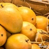Delicious Taste Chaunsa Mangoes Supplier From Pakistan/Pure Chaunsa Mangoes