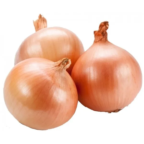 persian shallot onion