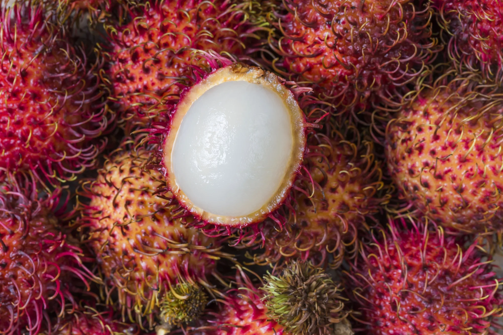 new fresh red fruit rambutan java round shape common type size 4