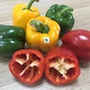 /product-detail/sweet-pepper-fresh-cherry-peppers-fresh-capsicum-for-sale-62010454852.html