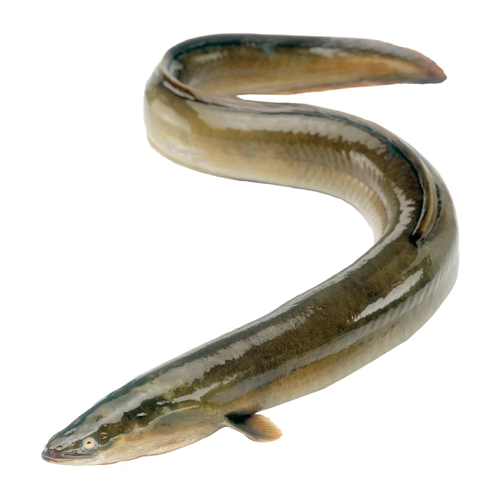 Fresh Live Eel Fish In Low Price From Wholesaler Bangladeshi Supplier