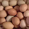 /product-detail/best-quality-fresh-brown-table-chicken-eggs-62010293736.html