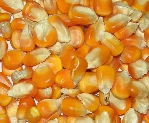 
Yellow Corn/ yellow corn for human consumption non gmo yellow corn/ yellow corn for animal feed for sale 