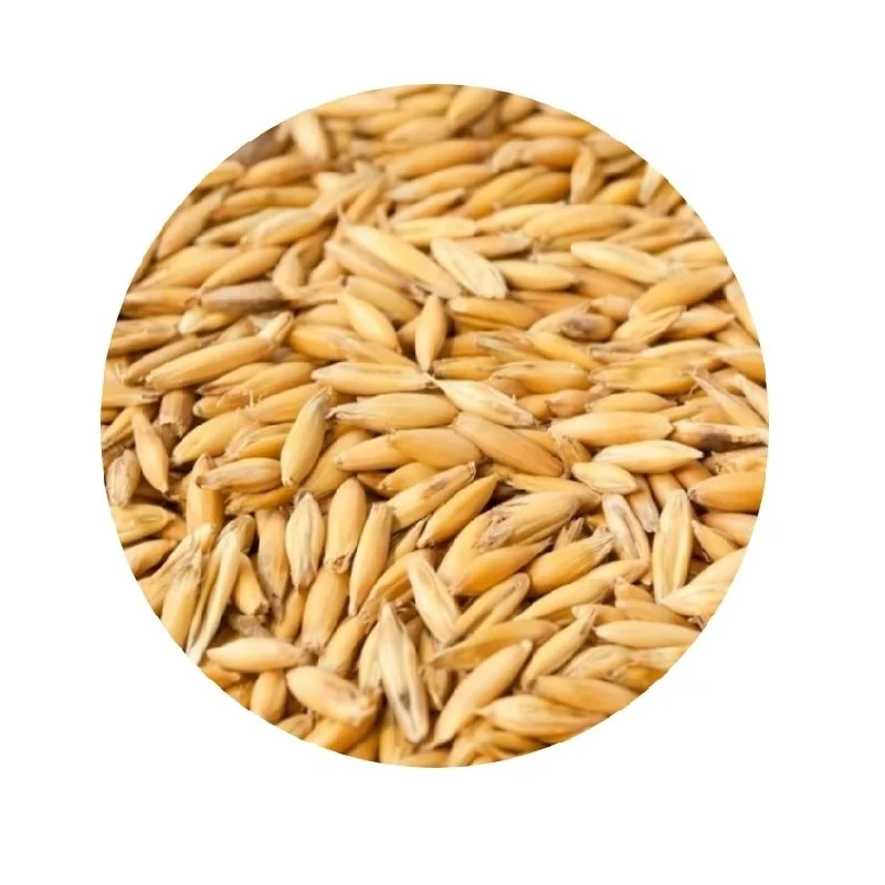 
Organic russian feed oats grains in big bags 