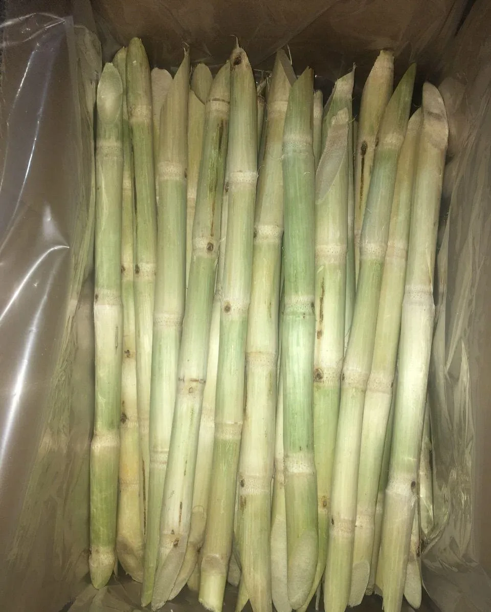 Agriculture Products High Quality Frozen Sugarcane Vietnam Sugar Cane
