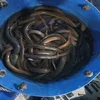 Fresh - Frozen Eel Fish / Mud Eel