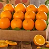 Process preserve Shamouti Orange ready for export