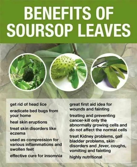 Prevent Cancer And Infections Soursop Guanabana Dried Graviola Leaf Dried Soursop Leaves Ms Jenny Buy Bulk Dried Graviola Soursop Leaves 100 Natural Soursop Leaf Tea Powder Dried Soursop Leaves Herbal Tea Product