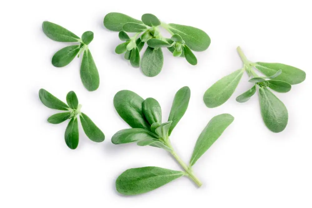 100% natural purslane /portulaca oleracea