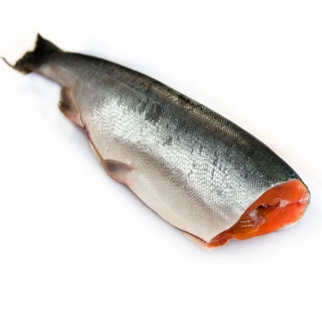 russian manufacturer fresh frozen hg-off bqf iqf red salmon fish