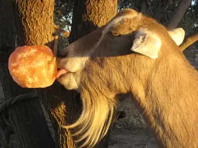 goat-salt lick.jpg
