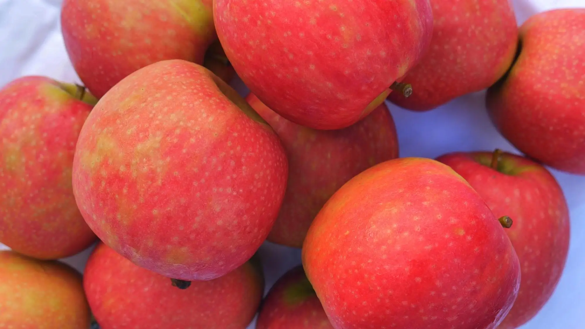 us grown apple fruit fresh lady robinson fresh moq 10 pieces