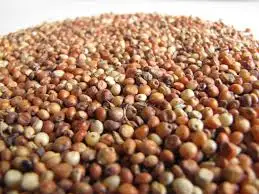Quality white sorghum