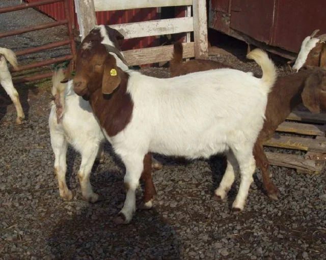 cheap goats