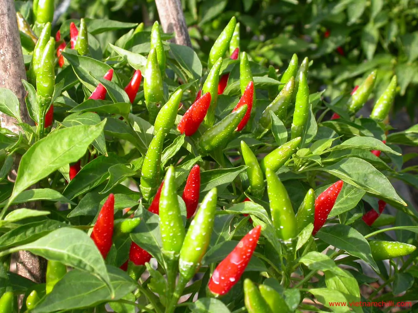Fresh Red Chili Pepper Grown Taste Spice Vietnam Agricultural Export