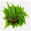 Herbal Neem Leaf powder with cold Pressed extraction