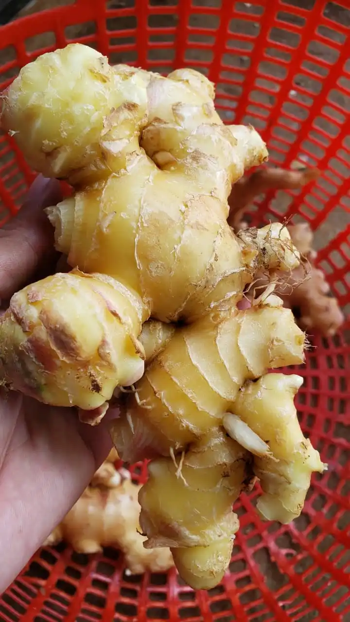 High Quality Air Dry Fresh Ginger Ready To Export For Wholesale Buyers In Malaysia /singapore