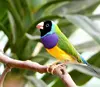 Live Gouldian finch Canary and finches Birds All Species