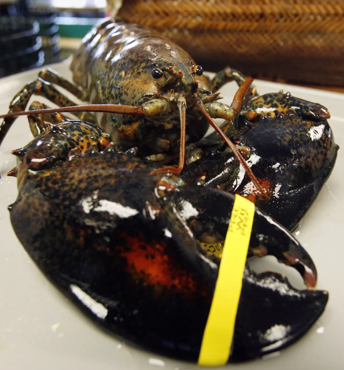 Wholesale Live Lobsters Frozen Lobster Tails / Live Lobster For Sale