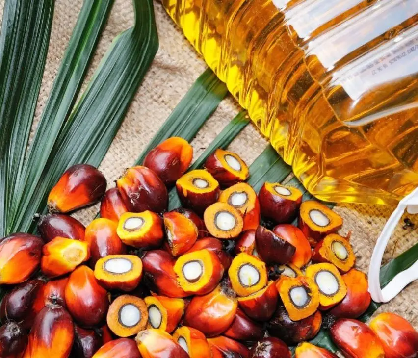 malaysia palm oil grade for cooking (refined vegetable oil)