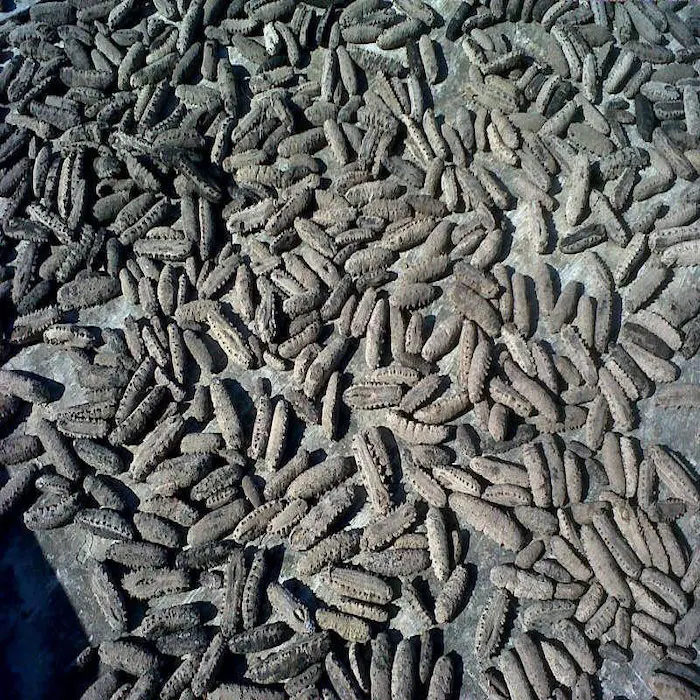 sea cucumber 03.jpg
