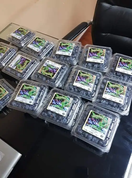 blueberries packing 1.jpg