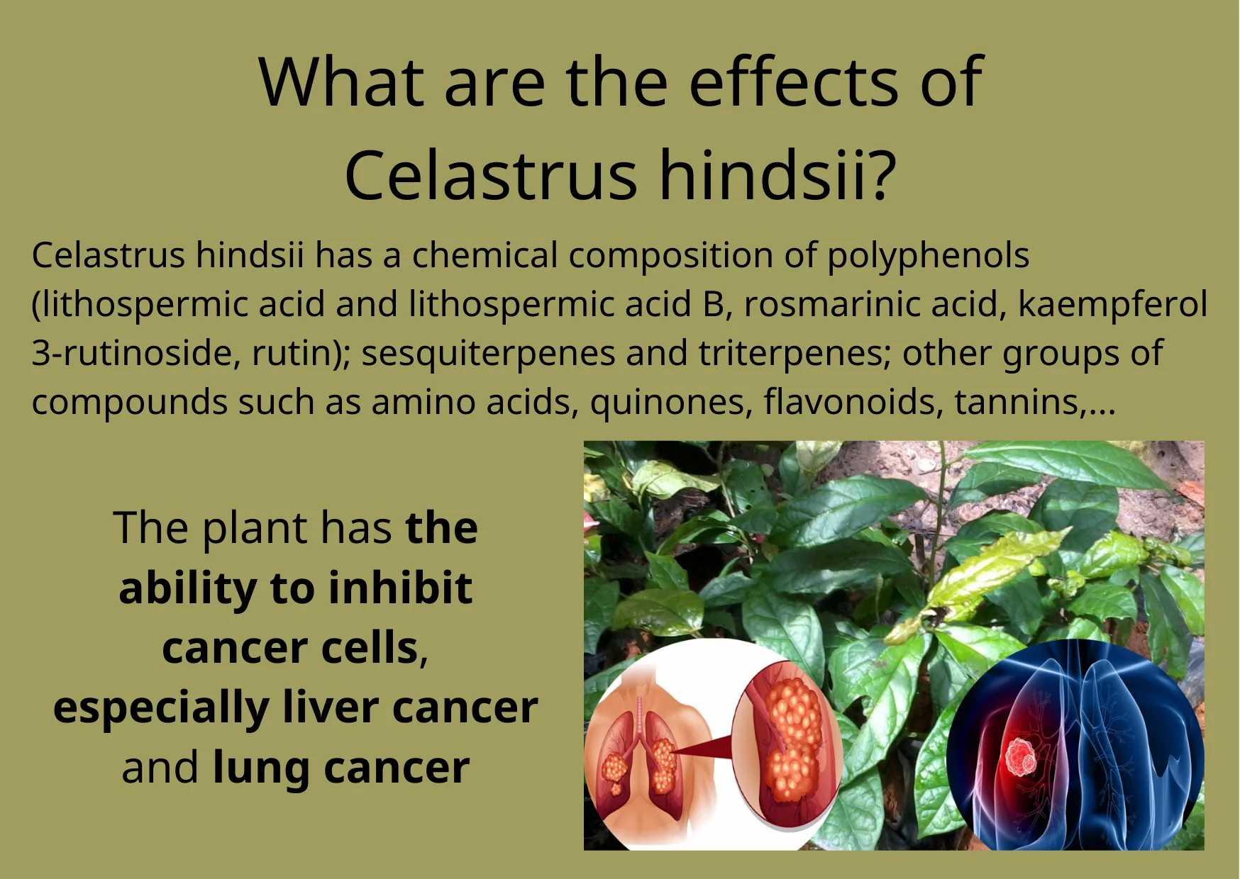 Tea Dried Celastrus Hindsii Stabilize 100 Product Buy Plant Extract