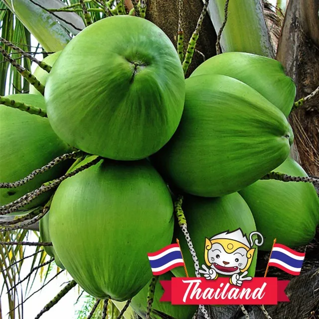 Thai Young Green Coconut High Quality Nam Hom Fresh Product From