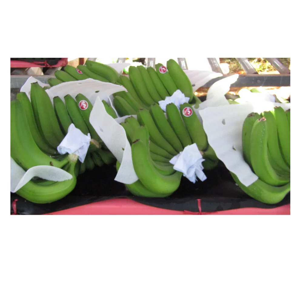 
Fresh cavendish banana (Big size) Bien Ho 