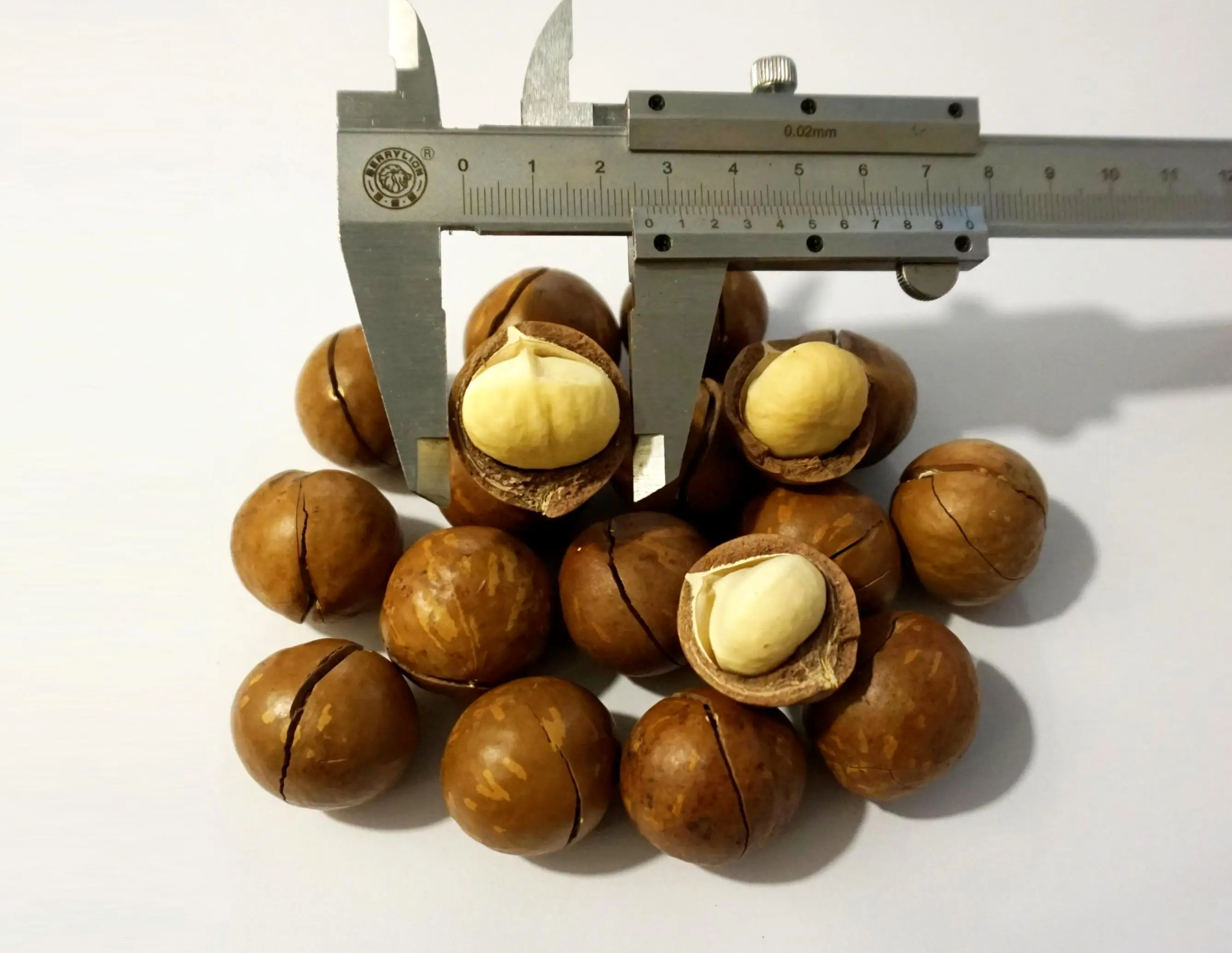 High quality Macadamia Nuts with Shell and Cashew From Vietnam For EU Market