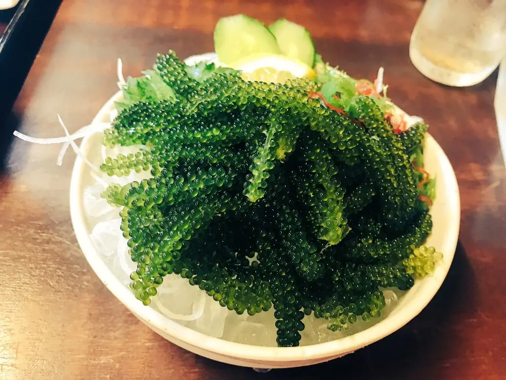 Fresh Sea Grapes Green Caviar Umibudo Seaweed Sea Moss Fresh Sea Grapes