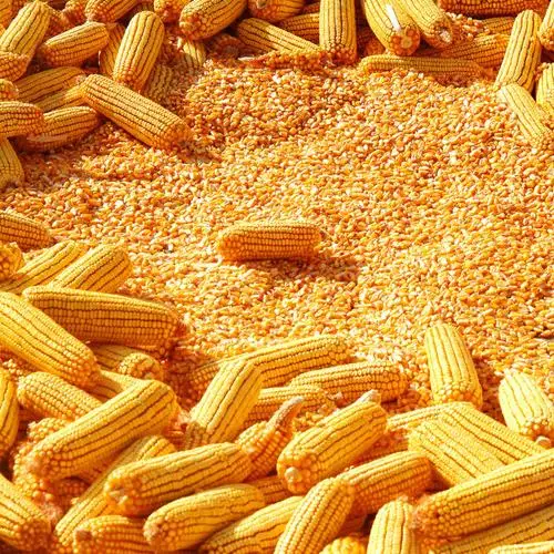 Corn14.jpg