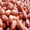 New Crop Shandong Blanched Peanut Kernel for sale