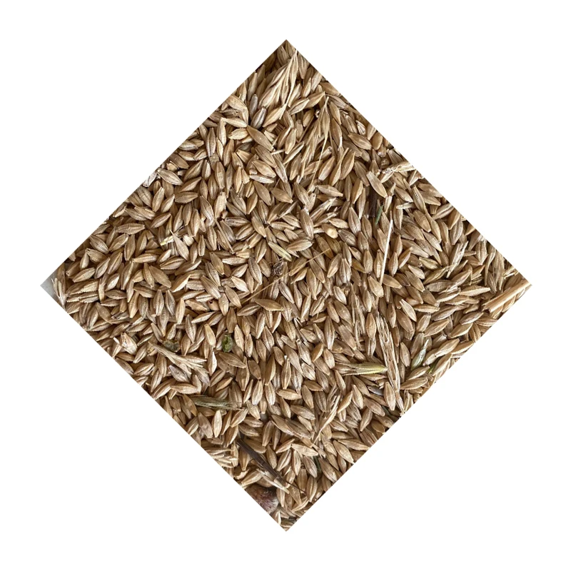 Best Quality Barley Wholesale Product White Color Buy Barley