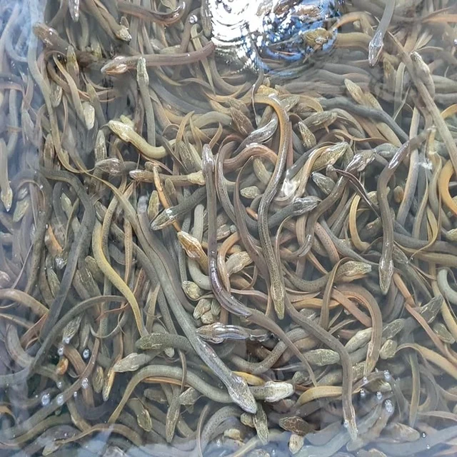 Eel Conger 100 Export Quality Bangladeshi Origin Live/chilled/frozen