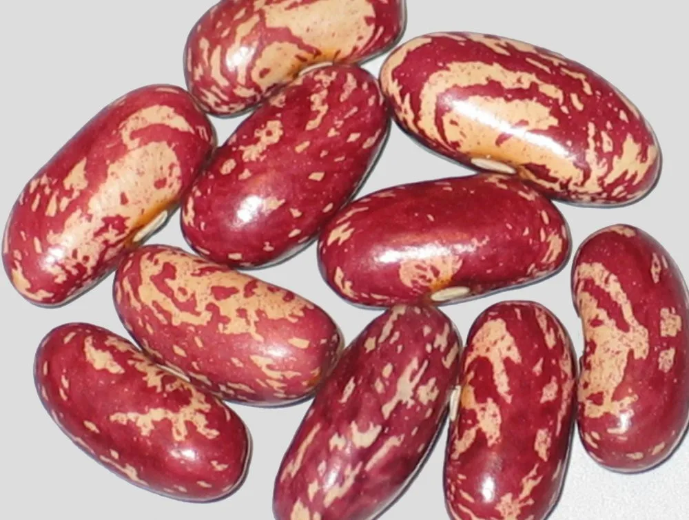 organic red speckled kidney bean from south africa