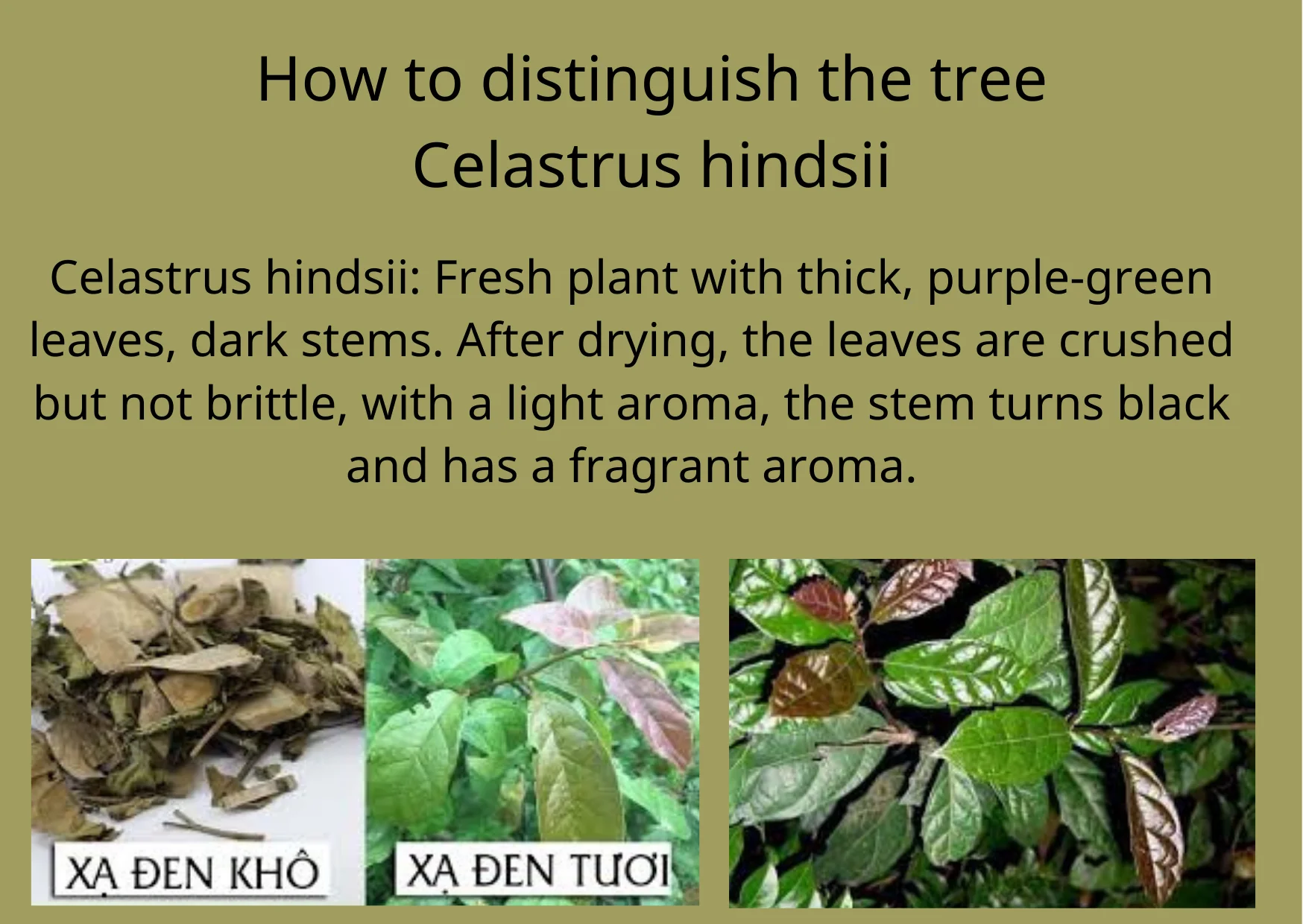Enhance Liver Function Dried Celastrus Hindsii (ms Alila +84 979 478